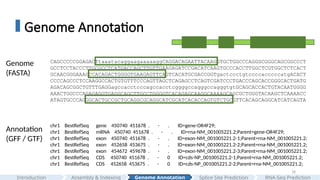 18
Genome Annotation
Genome
(FASTA)
CAGCCCCCGGAGACTtaaatacaggaagaaaaaggCAGGACAGAATTACAAGGTGCTGGCCCAGGGCGGGCAGCGGCCCT
GCCTCCTACCCTTGCGCCTCATGACCAGCTTGTTGAAGAGATCCGACATCAAGTGCCCACCTTGGCTCGTGGCTCTCACT
GCAACGGGAAAGCCACAGACTGGGGTGAAGAGTTCAGTCACATGCGACCGGTgactccctgtccccacccccatgACACT
CCCCAGCCCTCCAAGGCCACTGTGTTTCCCAGTTAGCTCAGAGCCTCAGTCGATCCCTGACCCAGCACCGGGCACTGATG
AGACAGCGGCTGTTTGAGGagccacctcccagccacctcggggccagggccagggtgtGCAGCACCACTGTACAATGGGG
AAACTGGCCCAGAGAGGTGAGGCAGCTTGCCTGGGGTCACAGAGCAAGGCAAAAGCAGCGCTGGGTACAAGCTCAAAACC
ATAGTGCCCAGGGCACTGCCGCTGCAGGCGCAGGCATCGCATCACACCAGTGTCTGCGTTCACAGCAGGCATCATCAGTA
Annotation
(GFF / GTF)
chr1 BestRefSeq gene 450740 451678 . - . ID=gene-OR4F29;
chr1 BestRefSeq mRNA 450740 451678 . - . ID=rna-NM_001005221.2;Parent=gene-OR4F29;
chr1 BestRefSeq exon 450740 451678 . - . ID=exon-NM_001005221.2-1;Parent=rna-NM_001005221.2;
chr1 BestRefSeq exon 452658 453675 . - . ID=exon-NM_001005221.2-2;Parent=rna-NM_001005221.2;
chr1 BestRefSeq exon 454672 459678 . - . ID=exon-NM_001005221.2-3;Parent=rna-NM_001005221.2;
chr1 BestRefSeq CDS 450740 451678 . - 0 ID=cds-NP_001005221.2-1;Parent=rna-NM_001005221.2;
chr1 BestRefSeq CDS 452658 453675 . - 0 ID=cds-NP_001005221.2-2;Parent=rna-NM_001005221.2;
Assembly & Indexing
Introduction Genome Annotation Splice Site Prediction RNA-Seq Prediction
 
