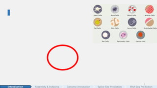 2
Assembly & Indexing
Introduction Genome Annotation Splice Site Prediction RNA-Seq Prediction
 