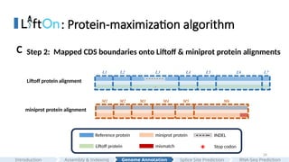 28
: Protein-maximization algorithm
Step 2: Mapped CDS boundaries onto Liftoff & miniprot protein alignments
C
Liftoff protein alignment
miniprot protein alignment
- - - - - - -
*
- - - --
Reference protein
Liftoff protein
miniprot protein INDEL
mismatch Stop codon
*
M1 M2 M3 M5 M6
M4
L1 L2 L3 L5 L6 L7
L4
Assembly & Indexing
Introduction Genome Annotation Splice Site Prediction RNA-Seq Prediction
 