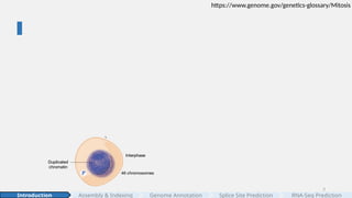 3
https://www.genome.gov/genetics-glossary/Mitosis
Assembly & Indexing
Introduction Genome Annotation Splice Site Prediction RNA-Seq Prediction
 