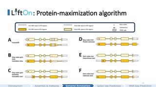 33
: Protein-maximization algorithm
Stop codon gain:
Early
translation stop
M
M
*
*
*
*
B
M
M
*
*
Stop codon lost:
Protein extension
D
Start codon lost:
Downstream start
M
*
*
E
M
*
*
Start codon lost:
Upstream start
F
A Frameshift
M
*
--
--
*
M
Pre-ORF search UTR regions
Pre-ORF search CDS regions
*
M
Post-ORF search UTR regions
Post-ORF search CDS regions
Stop codon
Methionine
-- INDEL gap
C Stop codon gain:
Switching
translation start
*
*
M
M
*
*
Assembly & Indexing
Introduction Genome Annotation Splice Site Prediction RNA-Seq Prediction
 