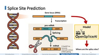 36
Splice Site Prediction
Gene locus (DNA)
Transcription
Model
Where are the splice sites?
🤖 ChatGPT 4o:
Generate
schematic cartoon
of RNA splicing
Assembly & Indexing
Introduction Genome Annotation Splice Site Prediction RNA-Seq Prediction
 