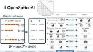 38
𝑊 =5000𝐹=10,000
𝐿=33200
𝐿=14600
𝐿=25000
Gene 1
Gene 2
Gene n
…
Raw gene DNA sequence
[7, 15000, 4]
[3, 15000, 4]
[5, 15000, 4]
[7, 5000, 3]
[3, 5000, 3]
[5, 5000, 3]
X Y
…
~20k protein-coding genes
Assembly & Indexing
Introduction Genome Annotation Splice Site Prediction RNA-Seq Prediction
 