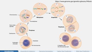 4
https://www.genome.gov/genetics-glossary/Mitosis
Assembly & Indexing
Introduction Genome Annotation Splice Site Prediction RNA-Seq Prediction
 