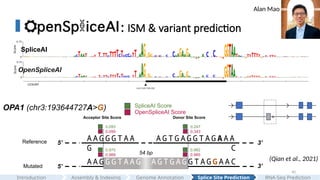 40
: ISM & variant prediction
SpliceAI
OpenSpliceAI
OPA1 (chr3:193644727A>G) OpenSpliceAI Score
Acceptor Site Score Donor Site Score
A G T G A G G T A G A A A
C
0.099
5’
5’
3’
3’
Reference
Mutated
A A G G G T A A
G 54 bp
A G T G A G G T A G G A A C
A A G G G T A A G
0.989
0.343
0.985
(Qian et al., 2021)
SpliceAI Score
0.093
0.970
0.247
0.982
Assembly & Indexing
Introduction Genome Annotation Splice Site Prediction RNA-Seq Prediction
Alan Mao
 