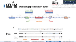 41
: predicting splice sites in a pair
Exon Exon Exon Exon Exon
Intron Intron Intron Intron
Donor Acceptor
Splice junction
Donor: 400bp Acceptor: 400bp
Assembly & Indexing
Introduction Genome Annotation Splice Site Prediction RNA-Seq Prediction
Chao, K. H., Mao, A., Salzberg, S. L., & Pertea, M. (2024).
Splam: a deep-learning-based splice site predictor that
improves spliced alignments. Genome biology, 25(1), 243.
Data
 