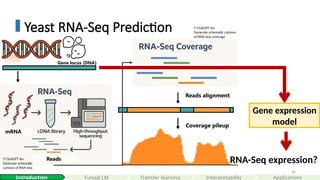46
Yeast RNA-Seq Prediction
Reads alignment
Coverage pileup
Reads
mRNA
Gene expression
model
RNA-Seq expression?
Gene locus (DNA)
🤖 ChatGPT 4o:
Generate schematic
cartoon of RNA-Seq
🤖 ChatGPT 4o:
Generate schematic cartoon
of RNA-Seq coverage
Interpretability
Introduction Fungal LM Applications
Transfer learning
 