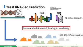 47
Yeast RNA-Seq Prediction
Gene locus (DNA)
🤖 ChatGPT 4o:
Generate schematic cartoon
of RNA-Seq coverage
Interpretability
Introduction Fungal LM Applications
Train Test
12 million base pairs
SRA: 248,257 search entries
Genome size is too small, leading to overfitting.
Transfer learning
 
