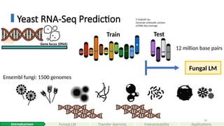 48
Yeast RNA-Seq Prediction
Gene locus (DNA)
🤖 ChatGPT 4o:
Generate schematic cartoon
of RNA-Seq coverage
Interpretability
Introduction Fungal LM Applications
Train Test
12 million base pairs
Ensembl fungi: 1500 genomes
Fungal LM
Transfer learning
 