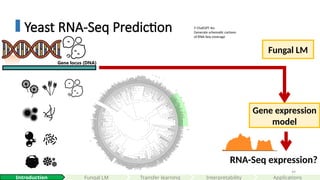 49
Yeast RNA-Seq Prediction
Gene expression
model
Gene locus (DNA)
🤖 ChatGPT 4o:
Generate schematic cartoon
of RNA-Seq coverage
Interpretability
Introduction Fungal LM Applications
Fungal LM
RNA-Seq expression?
Transfer learning
 