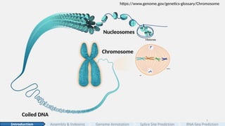 Coiled DNA
DNA double helix
Chromosome
Nucleosomes
5
Assembly & Indexing
Introduction Genome Annotation Splice Site Prediction RNA-Seq Prediction
https://www.genome.gov/genetics-glossary/Chromosome
 