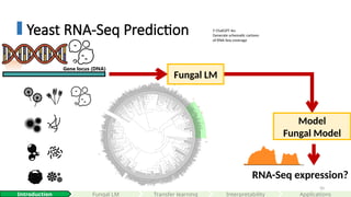 50
Yeast RNA-Seq Prediction
Model
Fungal Model
Gene locus (DNA)
🤖 ChatGPT 4o:
Generate schematic cartoon
of RNA-Seq coverage
Interpretability
Introduction Fungal LM Applications
Fungal LM
RNA-Seq expression?
Transfer learning
 