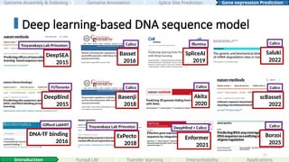 51
Borzoi
2025
Enformer
2021
Akita
2020
DeepSEA
2015
SpliceAI
2019
ExPecto
2018
Basset
2016
Basenji
2018
DeepBind
2015
DNA-TF binding
2016
Troyanskaya Lab Princeton
FUToronto
Gifford LabMIT
Illumina
Calico
DeepMind + Calico cCalico
Troyanskaya Lab Princeton
Calico
Calico
Saluki
2022
Calico
scBasset
2022
Calico
Interpretability
Introduction Fungal LM Applications
Deep learning-based DNA sequence model
Genome Assembly & Indexing Genome Annotation Gene expression Prediction
Splice Site Prediction
Transfer learning
 