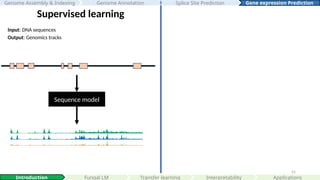52
Sequence model
Supervised learning
Input: DNA sequences
Output: Genomics tracks
Interpretability
Introduction Fungal LM Applications
Genome Assembly & Indexing Genome Annotation Gene expression Prediction
Splice Site Prediction
Transfer learning
 