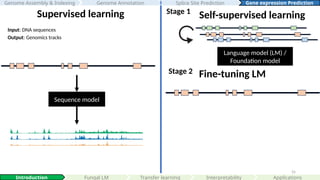 55
Sequence model
Supervised learning Self-supervised learning
Stage 1
Language model (LM) /
Foundation model
Input: DNA sequences
Output: Genomics tracks
Interpretability
Introduction Fungal LM Applications
Genome Assembly & Indexing Genome Annotation Gene expression Prediction
Splice Site Prediction
Stage 2 Fine-tuning LM
Transfer learning
 