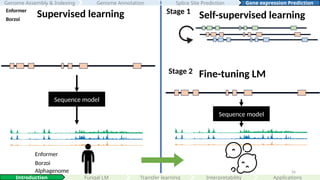 56
Language model (LM) /
Foundation model
Enformer
Borzoi
Supervised learning
Stage 2
Sequence model
Fine-tuning LM
Interpretability
Introduction Fungal LM Applications
Genome Assembly & Indexing Genome Annotation Gene expression Prediction
Splice Site Prediction
Self-supervised learning
Stage 1
Sequence model
Enformer
Borzoi
Alphagenome
Transfer learning
 