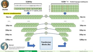 57
Transformer
Blocks (8x)
32bp res
64bp res
128bp res
? C T C T A ? C G ? G T A T A C
…
32bp res
64bp res
128bp res
1bp res
…
… …
16384bp
8 0 0
16384 * 4
A
C
G
T
1 0 7
1 9 1
0 1 2
.
.
.
.
.
.
.
.
.
.
.
.
16bp res 16bp res
1bp res
Reverse complementary
Masked language modeling loss
Encoding: (4 + 1 + species_num)
Linder, J. et al. (2025). Predicting RNA-seq coverage
from DNA sequence as a unifying model of gene
regulation. Nature Genetics, 1-13.
Borzoi
Interpretability
Introduction Fungal LM Applications
Transfer learning
Shorkie
 
