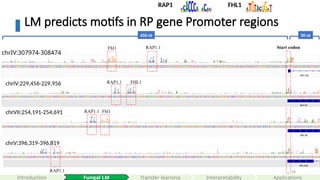 58
LM predicts motifs in RP gene Promoter regions
chrIV:307974-308474
chrV:396,319-396,819
RAP1.1
RAP1.1
Fhl1
chrVII:254,191-254,691 Fhl1
RAP1.1
Start codon
450 nt 50 nt
Interpretability
Introduction Fungal LM Applications
chrIV:229,456-229,956 RAP1.1 FHL1
RAP1 FHL1
Transfer learning
 