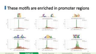 59
These motifs are enriched in promoter regions
start codon (ATG)
5’ splice site (donor site)
branch point
Interpretability
Introduction Fungal LM Applications
Transfer learning
 