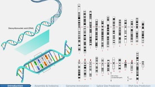 6
Assembly & Indexing
Introduction Genome Annotation Splice Site Prediction RNA-Seq Prediction
 