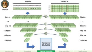 60
Transformer
Blocks (8x)
32bp res
64bp res
128bp res
? C T C T A ? C G ? G T A T A C
1bp res
…
32bp res
64bp res
128bp res
1bp res
…
… …
16384bp
8 0 0
16384 * 4
A
C
G
T
1 0 7
1 9 1
0 1 2
.
.
.
.
.
.
.
.
.
.
.
.
16bp res 16bp res
Shorkie
Interpretability
Introduction Transfer Learning Applications
Fungal LM
 