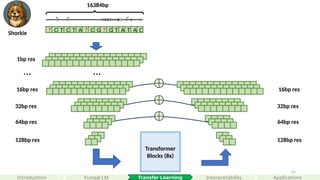 61
Transformer
Blocks (8x)
32bp res
64bp res
128bp res
? C T C T A ? C G ? G T A T A C
1bp res
…
32bp res
64bp res
128bp res
…
16384bp
16bp res 16bp res
Shorkie
Interpretability
Introduction Applications
Fungal LM Transfer Learning
 
