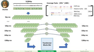 62
Transformer
Blocks (8x)
32bp res
64bp res
128bp res
? C T C T A ? C G ? G T A T A C
1bp res
…
32bp res
64bp res
128bp res
…
16384bp
16bp res 16bp res
Shorkie
Interpretability
Introduction Applications
Fungal LM
Coverage Tacks ( 896 * 2488 )
CHiP-exo (1128)
Histone marks (20)
RNA-Seq (3054)
…
1000-strains
RNA-Seq (1014)
Transfer Learning
 