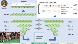 63
Transformer
Blocks (8x)
32bp res
64bp res
128bp res
? C T C T A ? C G ? G T A T A C
1bp res
…
32bp res
64bp res
128bp res
…
16384bp
16bp res 16bp res
Shorkie
Interpretability
Introduction Applications
Fungal LM
Coverage Tacks ( 896 * 2488 )
CHiP-exo (1128)
Histone marks (20)
RNA-Seq (3054)
…
1000-strains
RNA-Seq (1014)
Transfer Learning
 