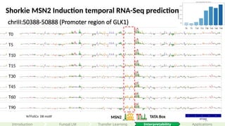 69
chrIII:50388-50888 (Promoter region of GLK1)
YeTFaSCo DB motif
Shorkie MSN2 Induction temporal RNA-Seq prediction
T0 T5 T10 T15 T30 T45 T60 T90
T0
T5
T10
T15
T30
T45
T60
T90
MSN2 TATA Box
Interpretability
Introduction Applications
Fungal LM Transfer Learning
 