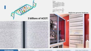 7
Wellcome genome bookcase
Assembly & Indexing
Introduction Genome Annotation Splice Site Prediction RNA-Seq Prediction
3 billions of ACGT!
 