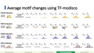 70
Average motif changes using TF-modisco
Not clustered
Not clustered
MSN4 Induction
SWI4 Induction
TF-Modisco-
detected
MSN2 binding site
TF-Modisco-
detected
SWI4 binding site
𝑇 30 − 𝑇0
𝑇 15 − 𝑇0
𝑇 10 − 𝑇0 𝑇 45 − 𝑇0 𝑇 60 − 𝑇0 𝑇 90 − 𝑇0
𝑇 5 − 𝑇0
𝑇 40 − 𝑇0
𝑇 20 − 𝑇0
𝑇 10 − 𝑇0 𝑇 70 − 𝑇0 𝑇 120 −𝑇 0 𝑇 180 −𝑇 0
𝑇 5 − 𝑇0
Not clustered
Not clustered
YeTFaSCo
DB motif
YeTFaSCo
DB motif
MET4 Induction
TF-Modisco-
detected
MSN2 binding site
𝑇 30 − 𝑇0
𝑇 15 − 𝑇0
𝑇 10 − 𝑇0 𝑇 45 − 𝑇0 𝑇 60 − 𝑇0 𝑇 90 − 𝑇0
𝑇 5 − 𝑇0
YeTFaSCo
DB motif
MSN2 Induction
TF-Modisco-
detected
MSN2 binding site
𝑇 30 − 𝑇0
𝑇 15 − 𝑇0
𝑇 10 − 𝑇0 𝑇 45 − 𝑇0 𝑇 60 − 𝑇0 𝑇 90 − 𝑇0
𝑇 5 − 𝑇0
YeTFaSCo
DB motif
Not clustered
Interpretability
Introduction Applications
Fungal LM Transfer Learning
 
