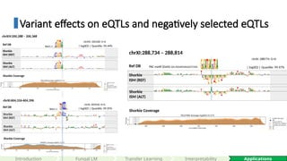 Variant effects on eQTLs and negatively selected eQTLs
Shorkie
ISM (ALT)
Shorkie
ISM (REF)
Ref DB
Shorkie Coverage
Reb1.1
chrXI: 604356: A>G
| logSED | Quantile: 99.95%
chrXI:604,316-604,396
Introduction Applications
Fungal LM Interpretability
Reb1.1
chrXIV: 200328: G>A
| logSED | Quantile: 99.44%
chrXIV:200,288 – 200,368
Shorkie
ISM (ALT)
Shorkie
ISM (REF)
Ref DB
Shorkie Coverage
chrXI: 288774: G>A
| logSED | Quantile: 99.97%
PAC motif (Dot6) G(C/A)GATGAG(A/C)TGA
chrXI:288,734 – 288,814
Shorkie
ISM (ALT)
Shorkie
ISM (REF)
Ref DB
Shorkie Coverage
Transfer Learning
 