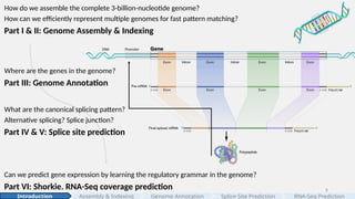 8
Assembly & Indexing
How do we assemble the complete 3-billion-nucleotide genome?
How can we efficiently represent multiple genomes for fast pattern matching?
Part I & II: Genome Assembly & Indexing
Where are the genes in the genome?
Part III: Genome Annotation
Can we predict gene expression by learning the regulatory grammar in the genome?
Part VI: Shorkie. RNA-Seq coverage prediction
What are the canonical splicing pattern?
Alternative splicing? Splice junction?
Part IV & V: Splice site prediction
Introduction Genome Annotation Splice Site Prediction RNA-Seq Prediction
 