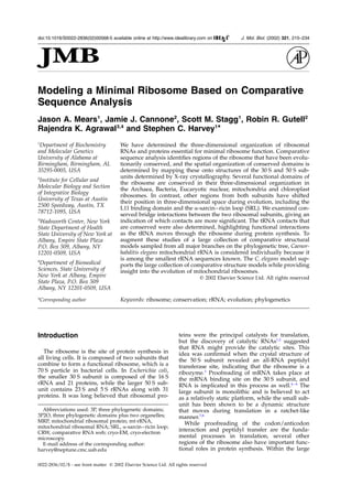 Modeling a Minimal Ribosome Based on Comparative
Sequence Analysis
Jason A. Mears1
, Jamie J. Cannone2
, Scott M. Stagg1
, Robin R. Gutell2
Rajendra K. Agrawal3,4
and Stephen C. Harvey1
*
1
Department of Biochemistry
and Molecular Genetics
University of Alabama at
Birmingham, Birmingham, AL
35295-0005, USA
2
Institute for Cellular and
Molecular Biology and Section
of Integrative Biology
University of Texas at Austin
2500 Speedway, Austin, TX
78712-1095, USA
3
Wadsworth Center, New York
State Department of Health
State University of New York at
Albany, Empire State Plaza
P.O. Box 509, Albany, NY
12201-0509, USA
4
Department of Biomedical
Sciences, State University of
New York at Albany, Empire
State Plaza, P.O. Box 509
Albany, NY 12201-0509, USA
We have determined the three-dimensional organization of ribosomal
RNAs and proteins essential for minimal ribosome function. Comparative
sequence analysis identiﬁes regions of the ribosome that have been evolu-
tionarily conserved, and the spatial organization of conserved domains is
determined by mapping these onto structures of the 30 S and 50 S sub-
units determined by X-ray crystallography. Several functional domains of
the ribosome are conserved in their three-dimensional organization in
the Archaea, Bacteria, Eucaryotic nuclear, mitochondria and chloroplast
ribosomes. In contrast, other regions from both subunits have shifted
their position in three-dimensional space during evolution, including the
L11 binding domain and the a-sarcin–ricin loop (SRL). We examined con-
served bridge interactions between the two ribosomal subunits, giving an
indication of which contacts are more signiﬁcant. The tRNA contacts that
are conserved were also determined, highlighting functional interactions
as the tRNA moves through the ribosome during protein synthesis. To
augment these studies of a large collection of comparative structural
models sampled from all major branches on the phylogenetic tree, Caenor-
habditis elegans mitochondrial rRNA is considered individually because it
is among the smallest rRNA sequences known. The C. elegans model sup-
ports the large collection of comparative structure models while providing
insight into the evolution of mitochondrial ribosomes.
q 2002 Elsevier Science Ltd. All rights reserved
Keywords: ribosome; conservation; rRNA; evolution; phylogenetics*Corresponding author
Introduction
The ribosome is the site of protein synthesis in
all living cells. It is composed of two subunits that
combine to form a functional ribosome, which is a
70 S particle in bacterial cells. In Escherichia coli,
the smaller 30 S subunit is composed of the 16 S
rRNA and 21 proteins, while the larger 50 S sub-
unit contains 23 S and 5 S rRNAs along with 31
proteins. It was long believed that ribosomal pro-
teins were the principal catalysts for translation,
but the discovery of catalytic RNAs1,2
suggested
that RNA might provide the catalytic sites. This
idea was conﬁrmed when the crystal structure of
the 50 S subunit revealed an all-RNA peptidyl
transferase site, indicating that the ribosome is a
ribozyme.3
Proofreading of mRNA takes place at
the mRNA binding site on the 30 S subunit, and
RNA is implicated in this process as well.4 – 6
The
large subunit is monolithic and is believed to act
as a relatively static platform, while the small sub-
unit has been shown to be a dynamic structure
that moves during translation in a ratchet-like
manner.7,8
While proofreading of the codon/anticodon
interaction and peptidyl transfer are the funda-
mental processes in translation, several other
regions of the ribosome also have important func-
tional roles in protein synthesis. Within the large
0022-2836/02/$ - see front matter q 2002 Elsevier Science Ltd. All rights reserved
E-mail address of the corresponding author:
harvey@neptune.cmc.uab.edu
Abbreviations used: 3P, three phylogenetic domains;
3P2O, three phylogenetic domains plus two organelles;
MRP, mitochondrial ribosomal protein; mt-rRNA,
mitochondrial ribosomal RNA; SRL, a-sarcin–ricin loop;
CRW, comparative RNA web; cryo-EM, cryo-electron
microscopy.
doi:10.1016/S0022-2836(02)00568-5 available online at http://www.idealibrary.com on
Bw
J. Mol. Biol. (2002) 321, 215–234
 
