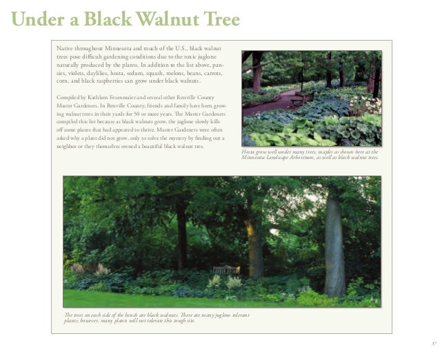 The Best Plants For 30 Tough Sites University Of Minnesota The Best Plants For 30 Tough Sites University Of Minnesota
