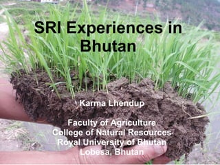 SRI Experiences in Bhutan Karma Lhendup Faculty of Agriculture College of Natural Resources Royal University of Bhutan Lobesa, Bhutan 