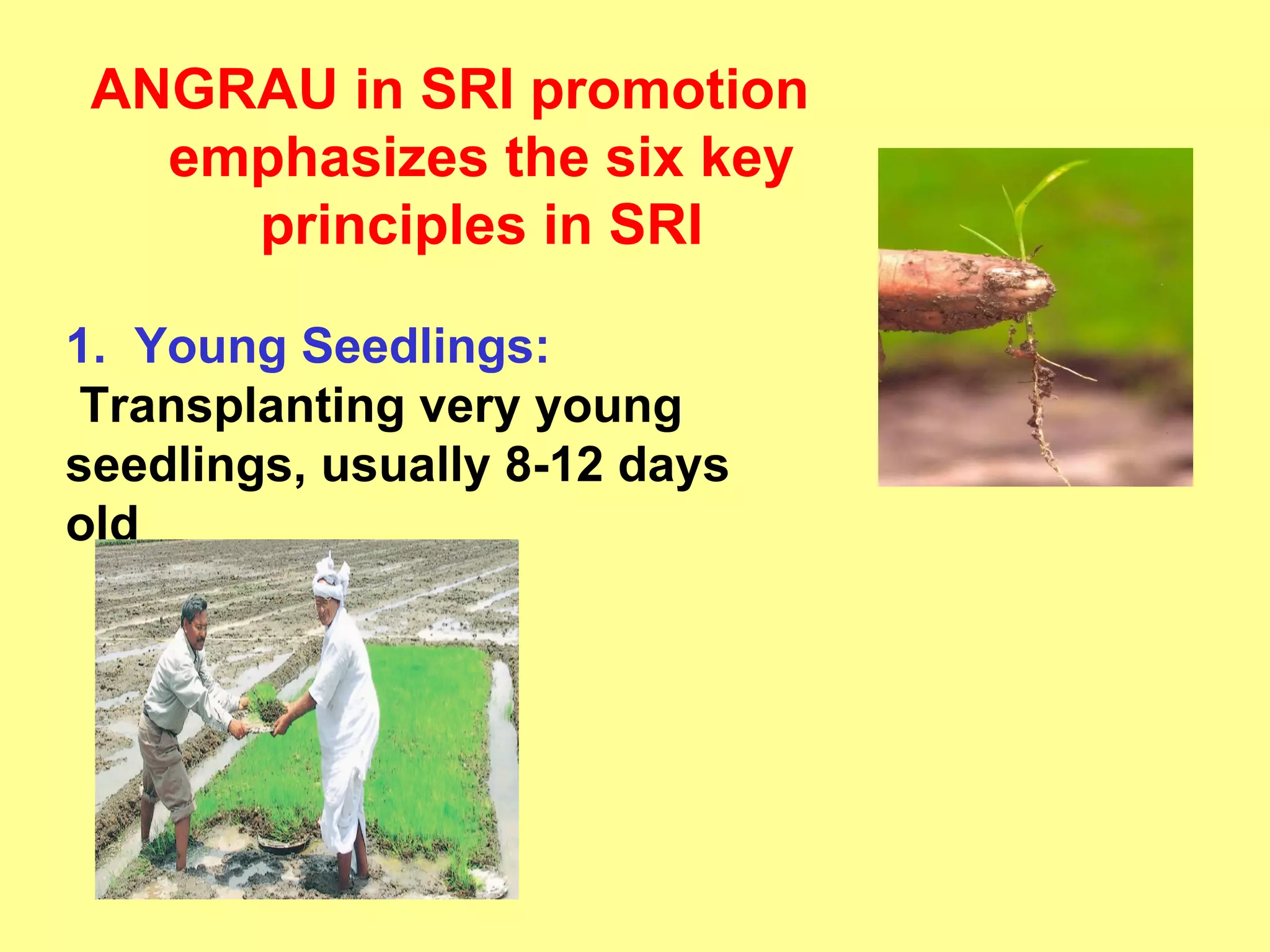 ANGRAU in SRI promotion emphasizes the six key principles in SRI 1.  Young Seedlings: Transplanting very young seedlings, usually 8-12 days old 