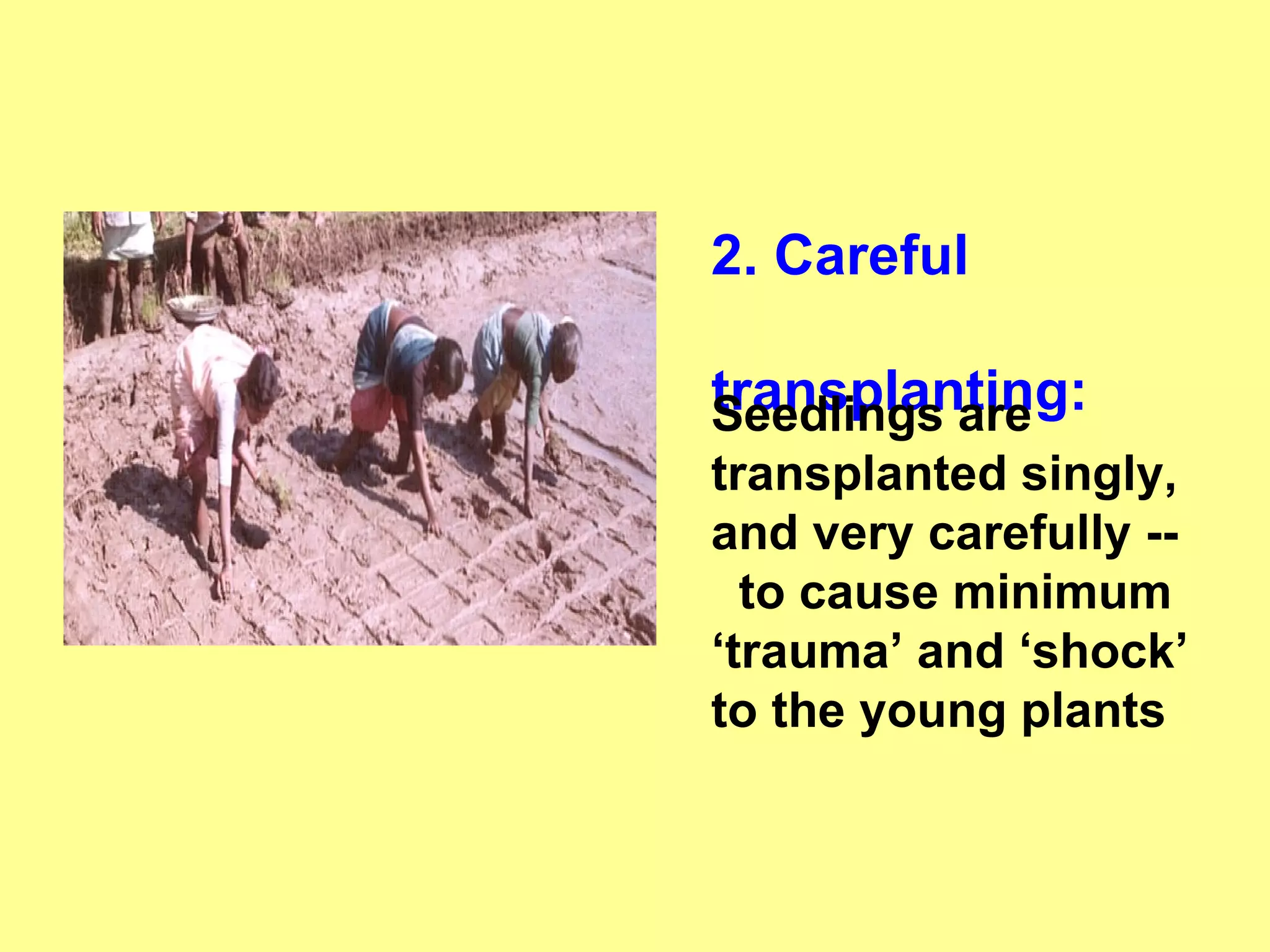 2. Careful    transplanting: Seedlings are transplanted singly,  and very carefully --  to cause minimum ‘trauma’ and ‘shock’ to the young plants   