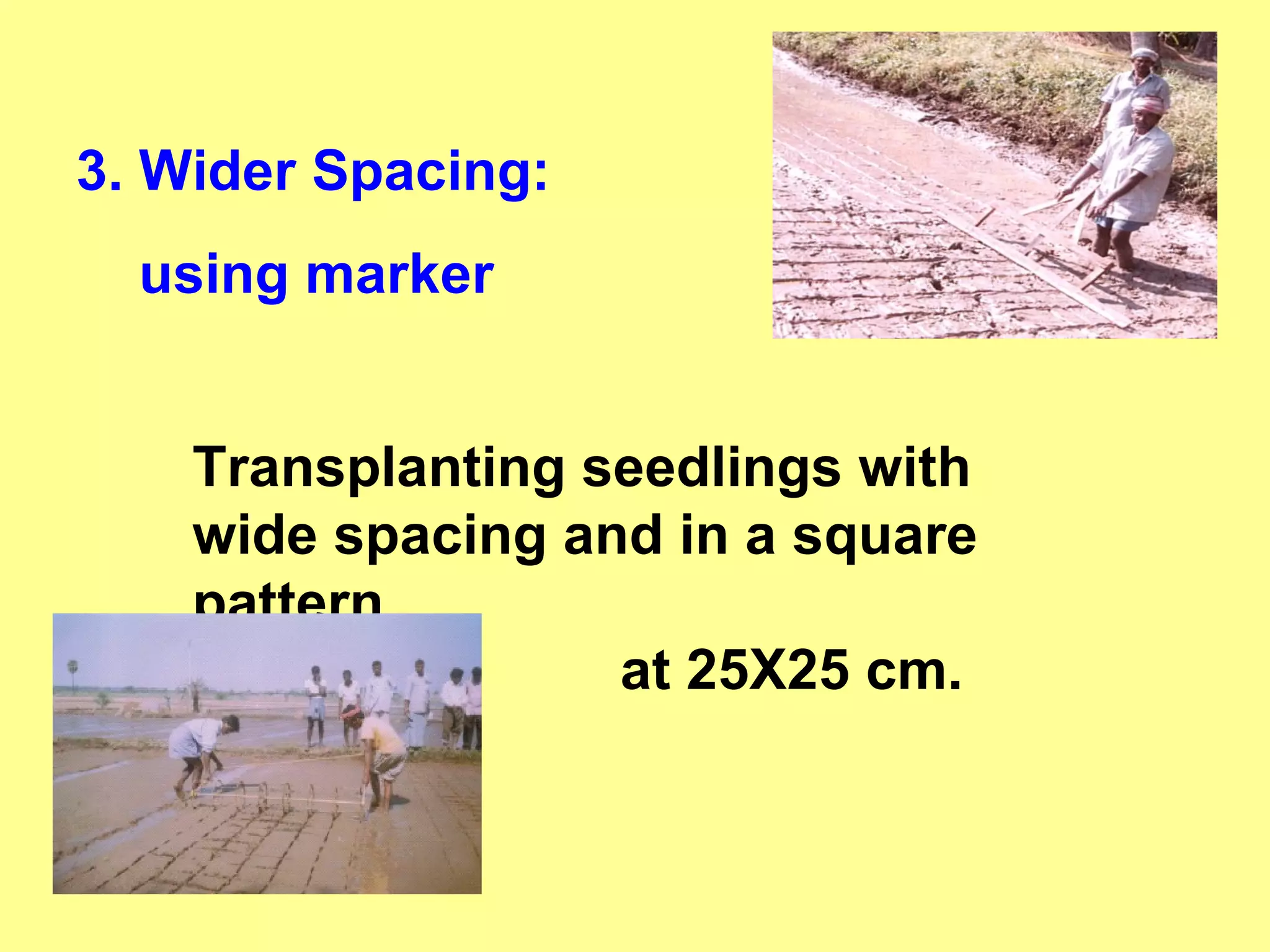 3. Wider Spacing:  using marker Transplanting seedlings with wide spacing and in a square pattern,    at 25X25 cm.  