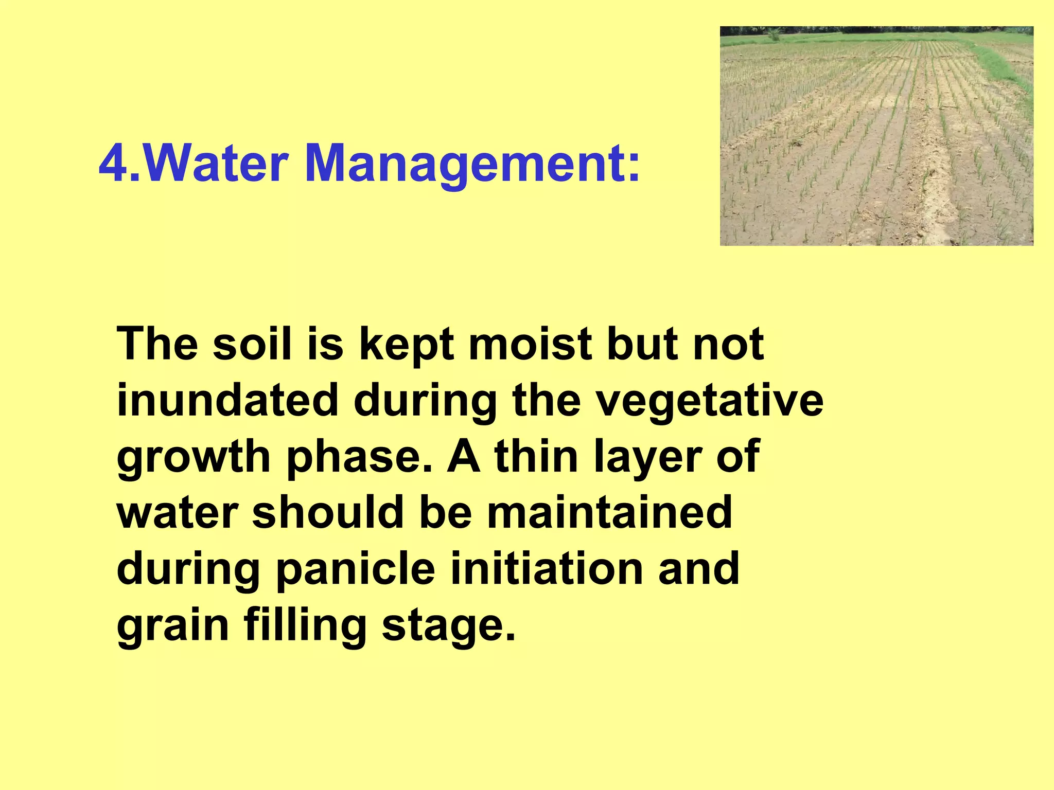 4.Water Management: The soil is kept moist but not inundated during the vegetative growth phase. A thin layer of water should be maintained during panicle initiation and grain filling stage.   