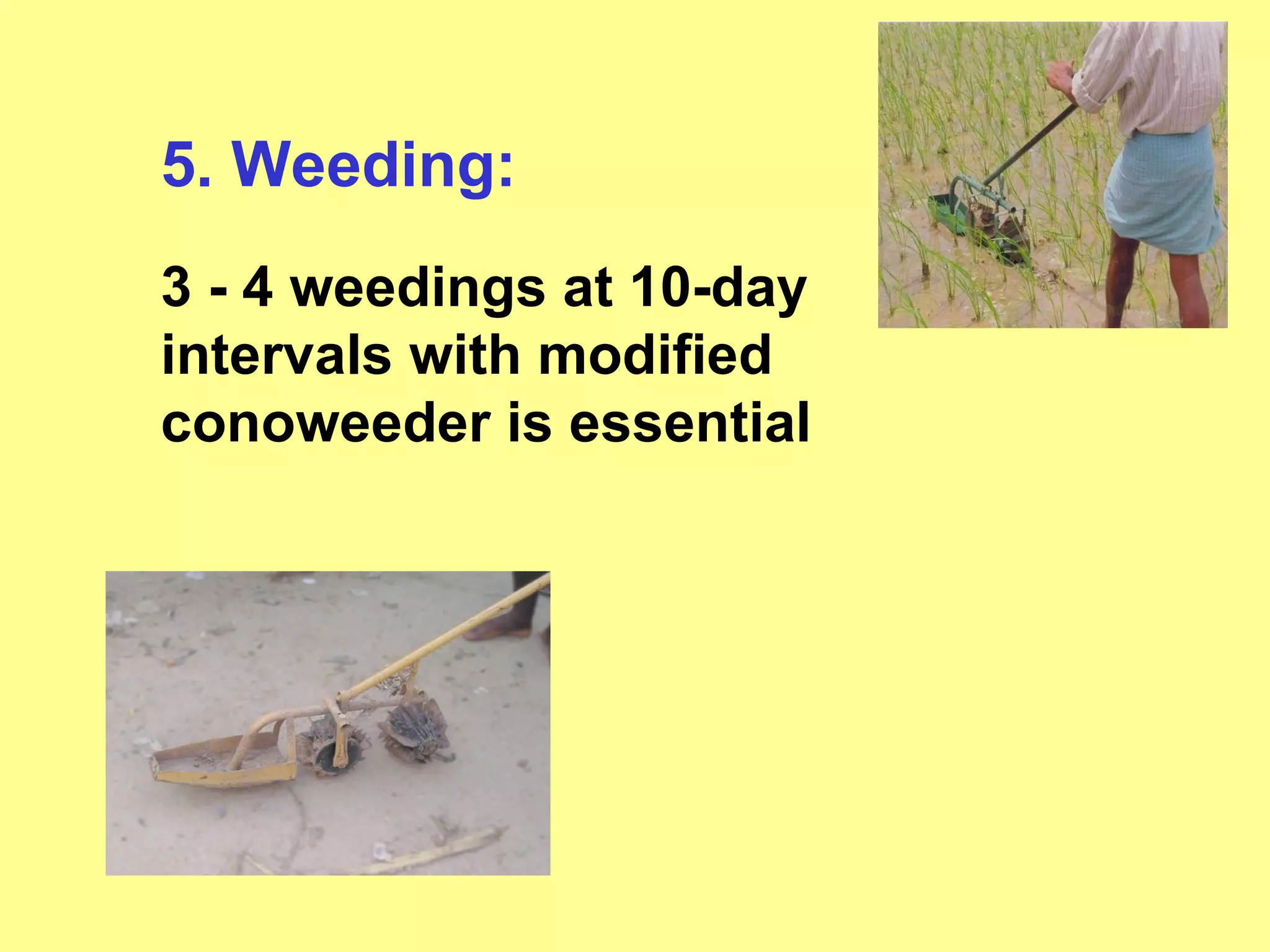 5. Weeding: 3 - 4 weedings at 10-day intervals with modified conoweeder is essential 