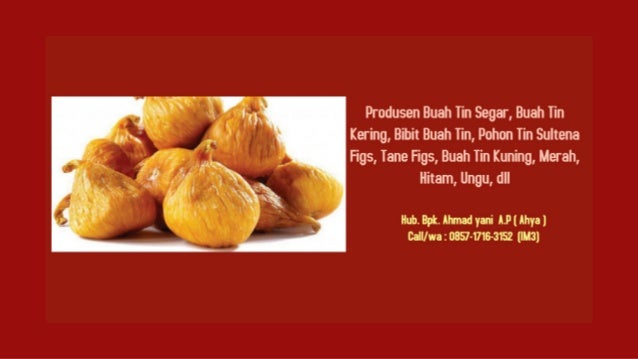 0857 1716 3152 Im3 Jual Buah Tin Kering Segar Kuning Hijau Mera 0857 1716 3152 Im3 Jual Buah Tin Kering Segar Kuning Hijau Mera