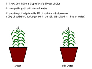 In TWO pots have a crop or plant of your choice 
In one pot irrigate with normal water 
In another pot irrigate with 5% of sodium chloride water 
( 50g of sodium chloride (or common salt) dissolved in 1 litre of water) 
water salt water 
 