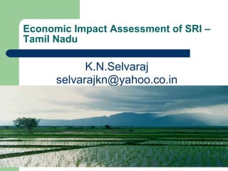 Economic Impact Assessment of SRI – Tamil Nadu ,[object Object],[object Object]