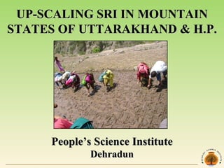 UP-SCALING SRI IN MOUNTAIN STATES OF UTTARAKHAND & H.P. People’s Science Institute Dehradun 