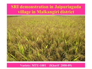 SRI demonstration in Jaipuriaguda village in Malkangiri district Variety: MTU-1001  (Kharif  2008-09) 