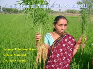 Comparison of Plants of SRI & non-SRI Farmer-Tillottama Rana Village-Mandosil District-Nuapada 