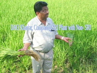 DAO Khariar, Comparing SRI Plant with Non- SRI 