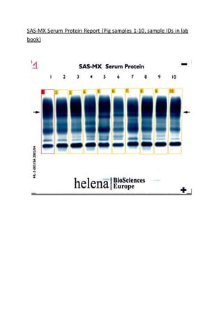 SAS-MX Serum Protein Report (Pig samples 1-10, sample IDs in lab
book)
 