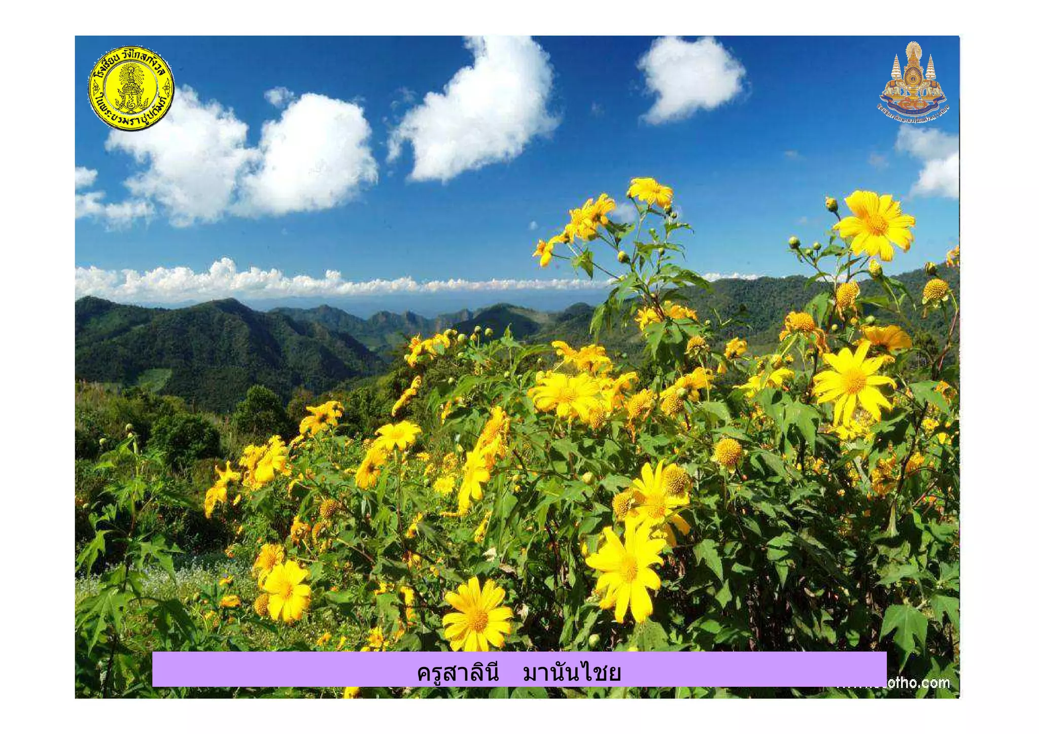 ครูสาลินี มานันไชยครูสาลินี มานันไชย
 